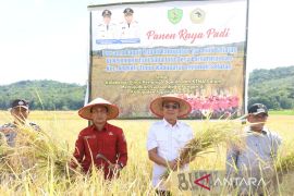 Gus Irawan pimpin panen raya padi di Angkola Timur, sebagai dukungan swasembada pangan nasional