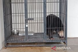 BKSDA Yogyakarta gencarkan operasi senyap kepemilikan ilegal satwa dilindungi
