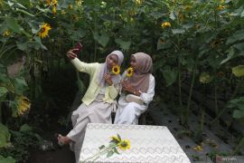 Potensi wisata ladang bunga matahari di Batu