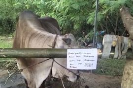 Sultra TV gelar ekspo hewan kurban jelang Idul Adha 2025