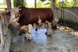 Pemkab Pasaman Barat: Pemeriksaan hewan kurban dilakukan dua tahap