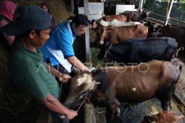 DKP3 Balikpapan antisipasi penyakit hewan kurban jelang Iduladha