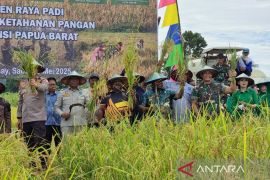 Gubernur dan Forkopimda Papua Barat panen padi di Manokwari