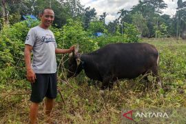 Tiga pekan jelang Idul Adha, penjualan sapi kurban di Kotim masih sepi