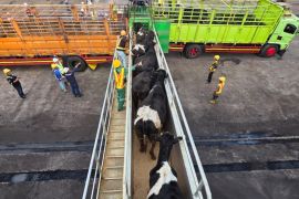 Balai Karantina Jateng  cek kesehatan 1.138 sapi asal Australia