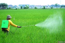 Luas tanaman musim tanam kedua di Lombok Tengah 32 ribu hektare