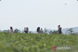 Jumlah kunjungan wisatawan kuartal I di Bengkulu