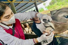 Jelang Idul Adha sebanyak 720 ekor sapi kurban di Tanjungpinang diperiksa