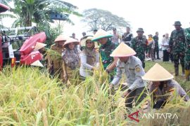 Danrem 051/Wkt panen padi bersama kelompok tani Bekasi
