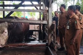 Dumai dapat penyaluran satu ekor Sapi kurban dari Presiden Prabowo