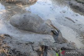 Distan Mukomuko laporkan 250 ternak mati akibat ngorok