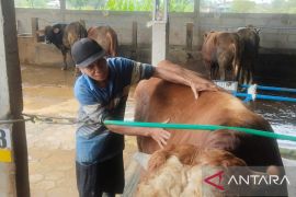 Ada terapis sapi di Semarang, bantu cegah PMK