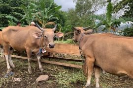 Idul Adha 2025, ini beda kurban kambing, domba, dan sapi