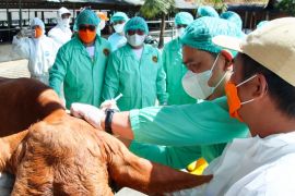 BKHIT Banten dukung program Barantin kampanyekan ring vaksinasi PMK