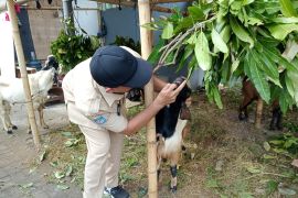 Distan Mataram turunkan tim untuk cek kesehatan hewan kurban