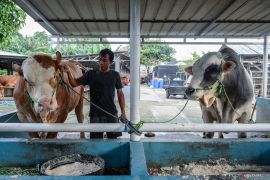 Pedagang hewan kurban di Tangerang diingatkan pentingnya kebersihan kandang