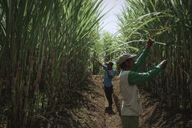 SGN dorong PG Kwala Madu jadi pilar penting capai swasembada gula