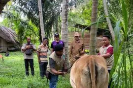Persediaan hewan kurban di Aceh Besar sebanyak 3.199 ekor
