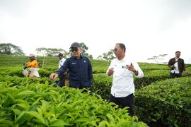 PTPN IV PalmCo berhasil raih capaian positif komoditas teh dan karet