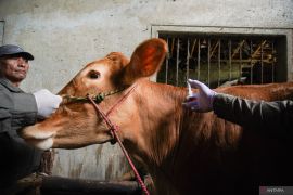 Pengendalian PMK jelang Idul Adha di Lumajang