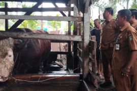 Presiden Prabowo beri bantuan 13 ekor sapi kurban untuk Provinsi Riau