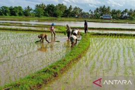 Pemprov Sulsel salurkan 5.000 ton benih padi untuk petani
