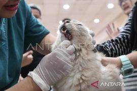 Dinkes Kaltim  catat 1.334 kasus gigitan hewan penular rabies