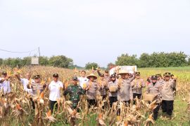 Polres Madiun panen jagung hibrida dari program tanam serentak