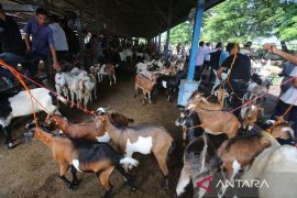 Persediaan ternak kurban di Aceh capai 86.709 ekor