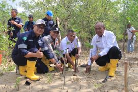 PT Timah menanam 2.500 mangrove di Pantai Pelambung, Karimun