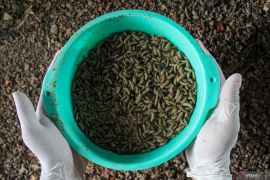 eMaggot digital platform gains public praise for efficiency