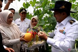 Wisata petik melon jadi daya tarik baru di Tanah Datar