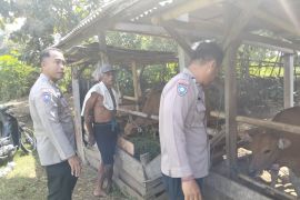 Polres Jembrana awasi penyakit sapi jelang Idul Adha