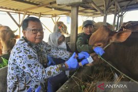 DKPP Indramayu pastikan stok domba cukup untuk Idul Adha