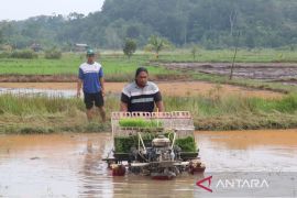 Belitung optimalkan lahan sawah dukung ketahanan pangan nasional