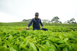 Ciptakan sejarah, PalmCo Turn Around komoditas teh dan karet hingga untung