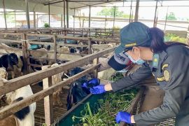 Barantin Kepri perketat pengawasan ternak  cegah penyebaran PMK