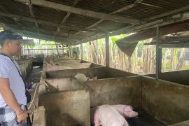 Warga di Gianyar ubah kotoran babi jadi biogas