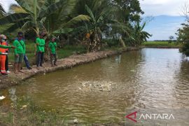 Kabupaten Penajam  bantu ratusan ribu bibit ikan tingkatkan produksi