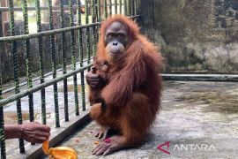 Orangutan jantan lahir di Kebun Binatang Kasang Kulim