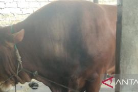 Pemkab Bangka mendapat bantuan sapi kurban dari Presiden RI