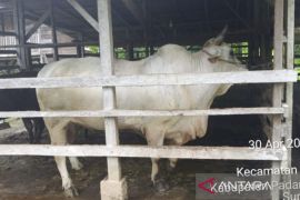 Sapi peranakan Ongole jadi hewan kurban Presiden di Padang Pariaman