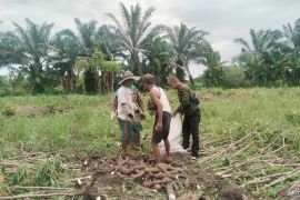 Harga singkong di Ogan Ilir Sumsel anjlok Rp1.500 per kilo gram