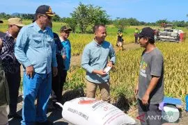 Perum Bulog HST lampaui target serap gabah 6.526 ton saat panen raya