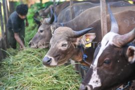 Kebutuhan hewan kurban di Kalimantan Timur