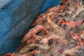 Pemprov Maluku rancang aturan penggunaan rumpon untuk perairan kurang dari 12 mil