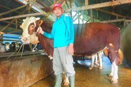 Sapi Simmental berbobot 1.080 kilogram jadi hewan kurban Presiden Prabowo di Padang Panjang
