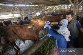 Pemeriksaan hewan kurban di Indramayu
