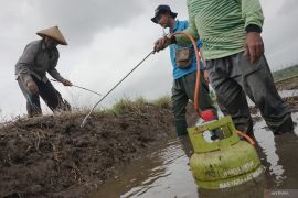 Kemenkes: 8 kasus virus Hanta per 19 Juni sembuh semua