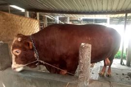 Dinkannak  Banyumas masifkan pantauan kesehatan hewan kurban